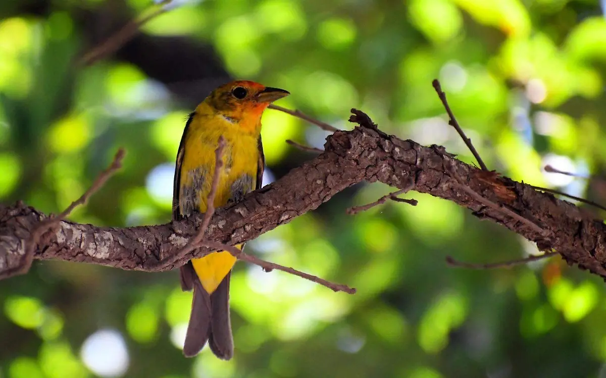 Aves migratorias y su recorrido por Tamaulipas 